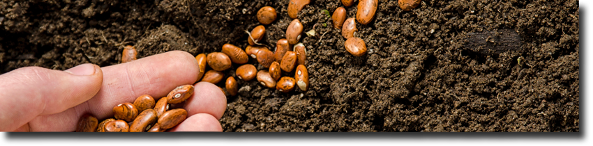 seeds on soil