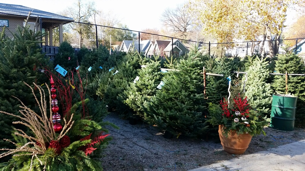 Fresh Cut Christmas Trees Soil Service
